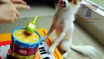 Funny animals playing instruments - Cute and funny animal compilation