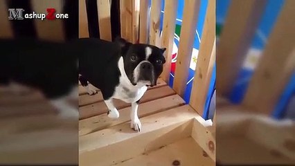 Funny Guilty Dog Videos Compilation 2016 [BEST OF]