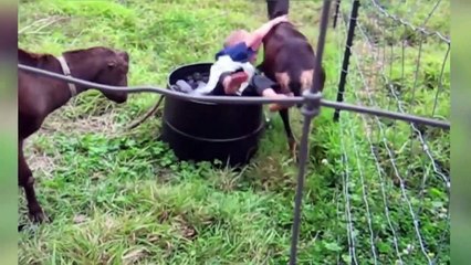The Funniest Cutest Zoo Animal Home Video Bloopers of 2016 Weekly Compilation   Kyoot Animals