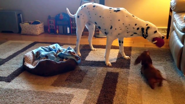 The Funniest Cute Pets & Animals Bloopers of 2016 Caught On Tape Weekly Compilation Kyoot Animals