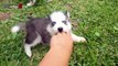 Husky Dogs And Puppies - A Funny Videos And Cute Videos Compilation 2016 (2)