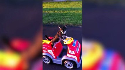 Funniest Cute Pets & Animals Bloopers & Silly Moments of 2016 Weekly Compilation   Kyoot Animals