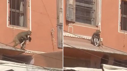 Moment puppy ‘kidnapped’ by monkey as crowd watch on