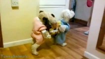 Funny Dogs Wearing Halloween Costumes Compilation (2)