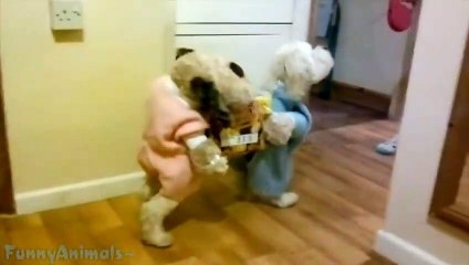 Funny Dogs Wearing Halloween Costumes Compilation (2)