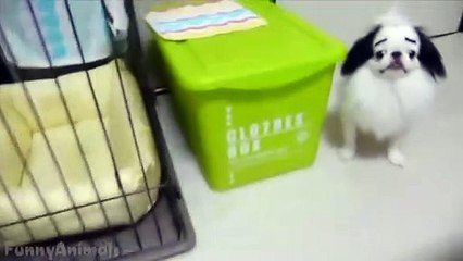 Funny Dogs with Fake Eyebrows - Best Dogs Videos