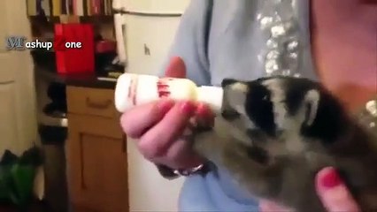 Baby Raccoon Videos - A Cute Baby Animals Compilation [BEST OF]