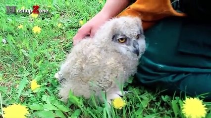 Funny Owls And Cute Owl Videos Compilation 2016