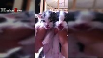 Kittens Meowing - A Cats Meowing Compilation [CUTE] (2)