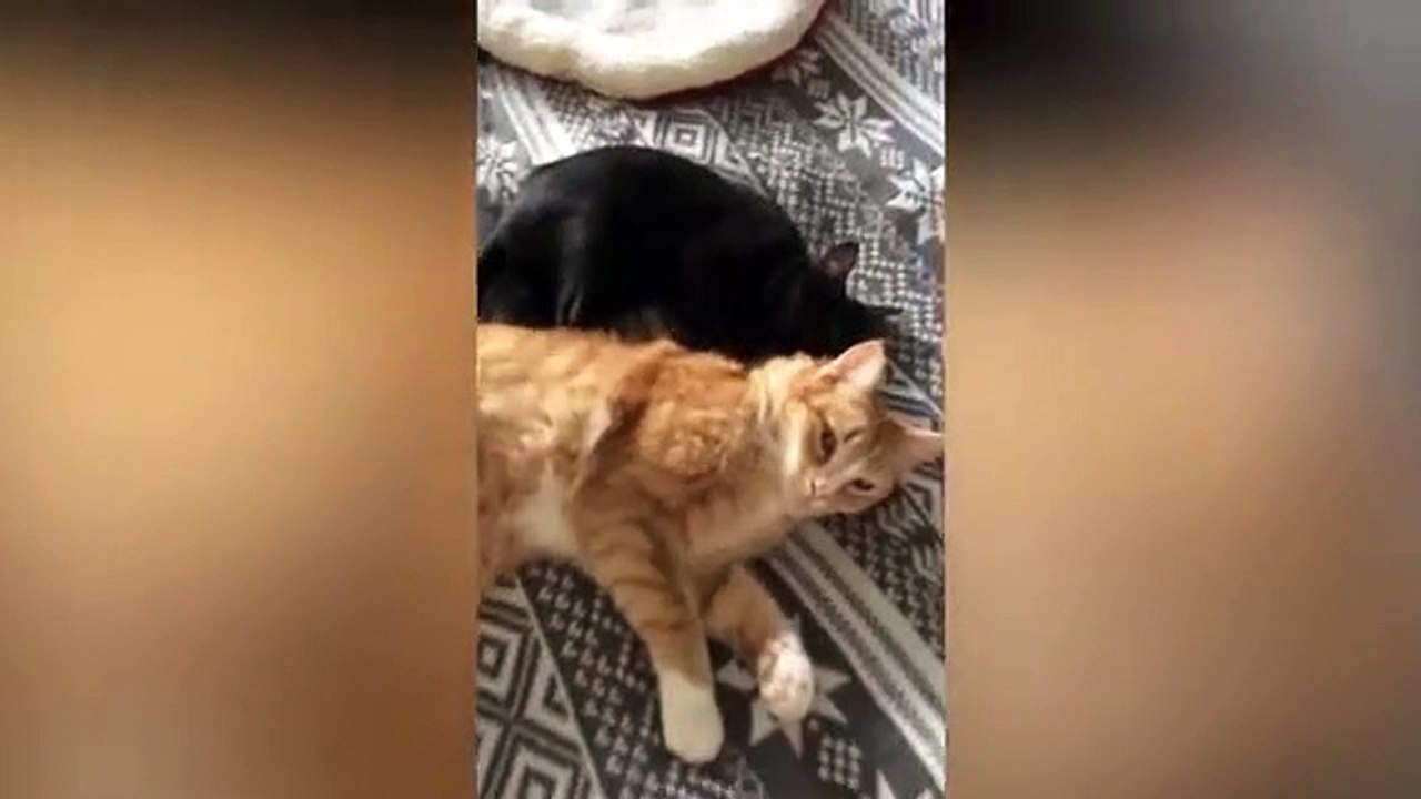 Kitty Masseuse