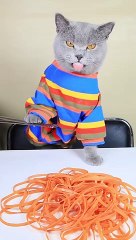 Oddly Satisfying Video To Reduce Your Stress_ Cat TikTok Challenge #funnycat #catsoftiktok #shorts