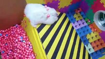 Hamster Escapes the Rainbow POP IT Maze OBSTACLE COURSE_