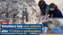 Volunteers help save animals after Türkiye's earthquakes | The Nation