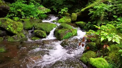 Serene Forest Stream: Peaceful Sounds for Sleep and Meditation