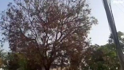 మెదక్: వేపచెట్లకు వైరస్.. వేప పువ్వు లేకుండానే ఉగాది పచ్చడి