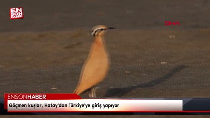 Göçmen kuşlar, Hatay'dan Türkiye'ye giriş yapıyor