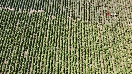 Ramazan'da salataların vazgeçilmezi marulda hasat: Tarlada 4 TL