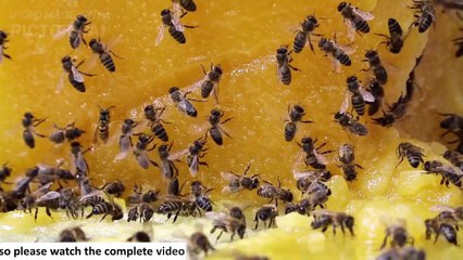 Threats to Honey Bees