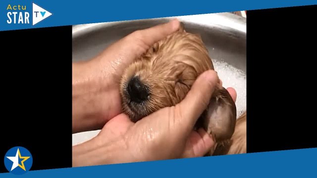 Ce chiot prend un bain pour la première fois... et il adore ça !