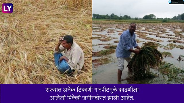 Rain Update: राज्यात अवकाळी पावसाचा तडाखा, पावसामुळे गहू, हरभरा, कांदा, ज्वारी या पिकांना फटका