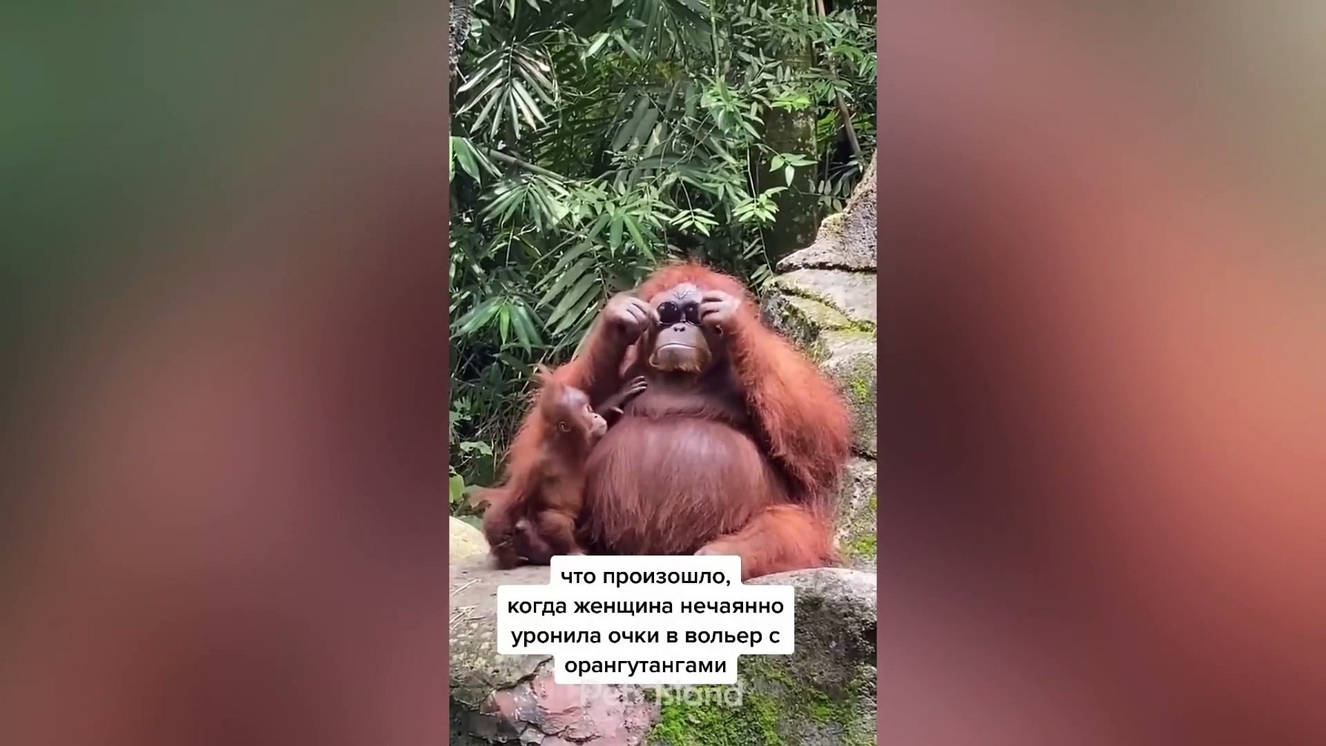 ⁣Laugh a Lot With The Funny Moments Of Monkeys | Pets Island
