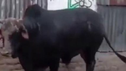 ঘরের মধ্যে একা পেয়ে একি করল! ষাঁড়ের কীর্তিতে তাজ্জব এলাকাবাসী