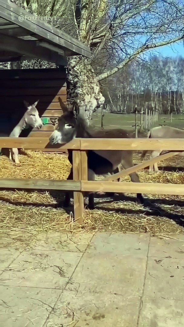 ⁣Funny animals moments