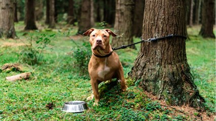 ‘Heartbreaking cruelty’ as a dog was dumped in the woods in bitter -5C cold