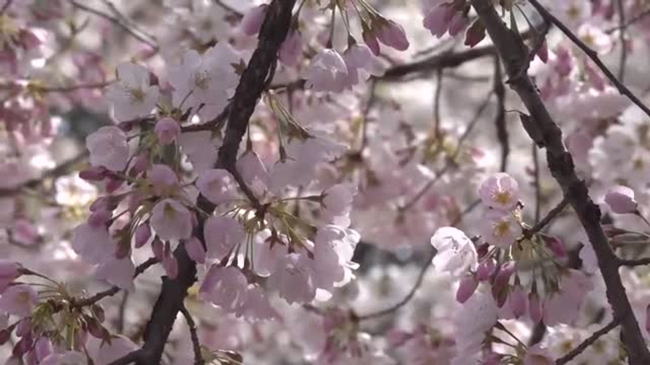 La primavera llega a Washington DC con el florecimiento de los cerezos