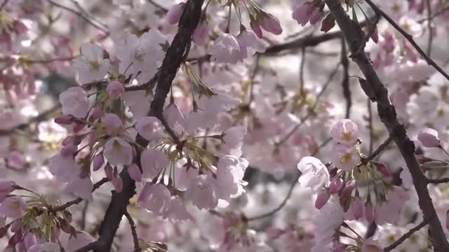 La primavera llega a Washington DC con el florecimiento de los cerezos