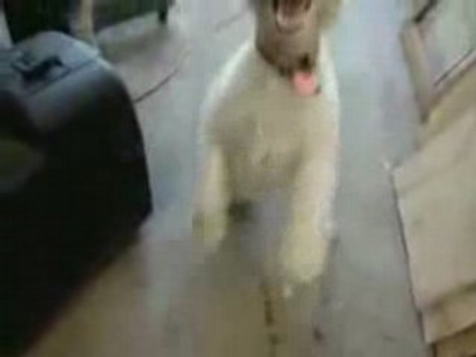 Chien Heavy Metal