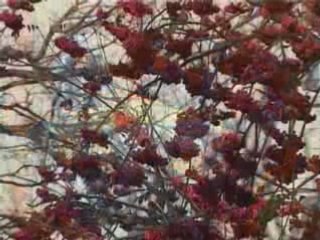 Стрий під час "Листопадового ...