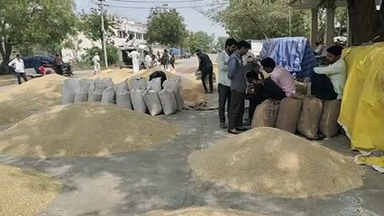 मण्डी खुलते ही यार्ड में लगे जिंस के ढेर