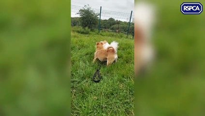 RSPCA appeal to find forever home for canine pals Ronnie and Patch