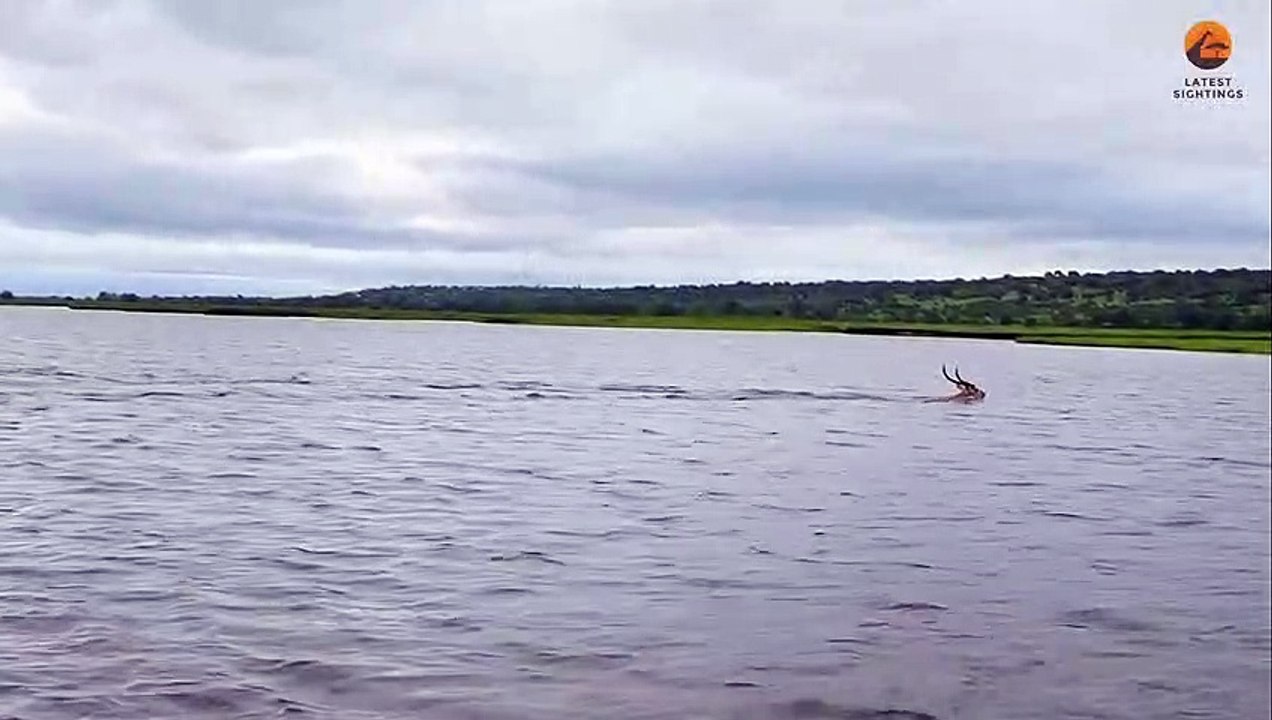 Buck Swims for its Life from Crocodile