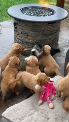 Cat Falls Prey To Puppy Pile