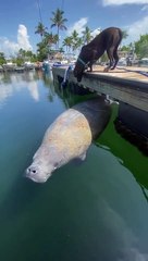 This doggo had no idea what was going on