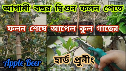 ফলন শেষে আপেল কুল গাছের হার্ড প্রুনীং ।। Apple Beer Plant Pruning