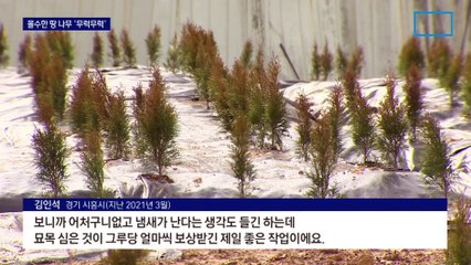 ‘LH 투기 사태’ 몰수한 땅 나무는 쑥쑥…현금보상 ‘코앞’
