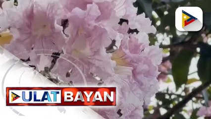 Bulaklak na kasing ganda ng sakura tree sa Sarangani, dinadayo ng mga turista