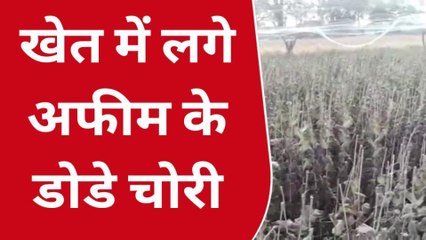रामगंज मंडी: खेत में लगे अफीम के पौधों से डोडे चोरी, खेत पर ही सो रहा था किसान...