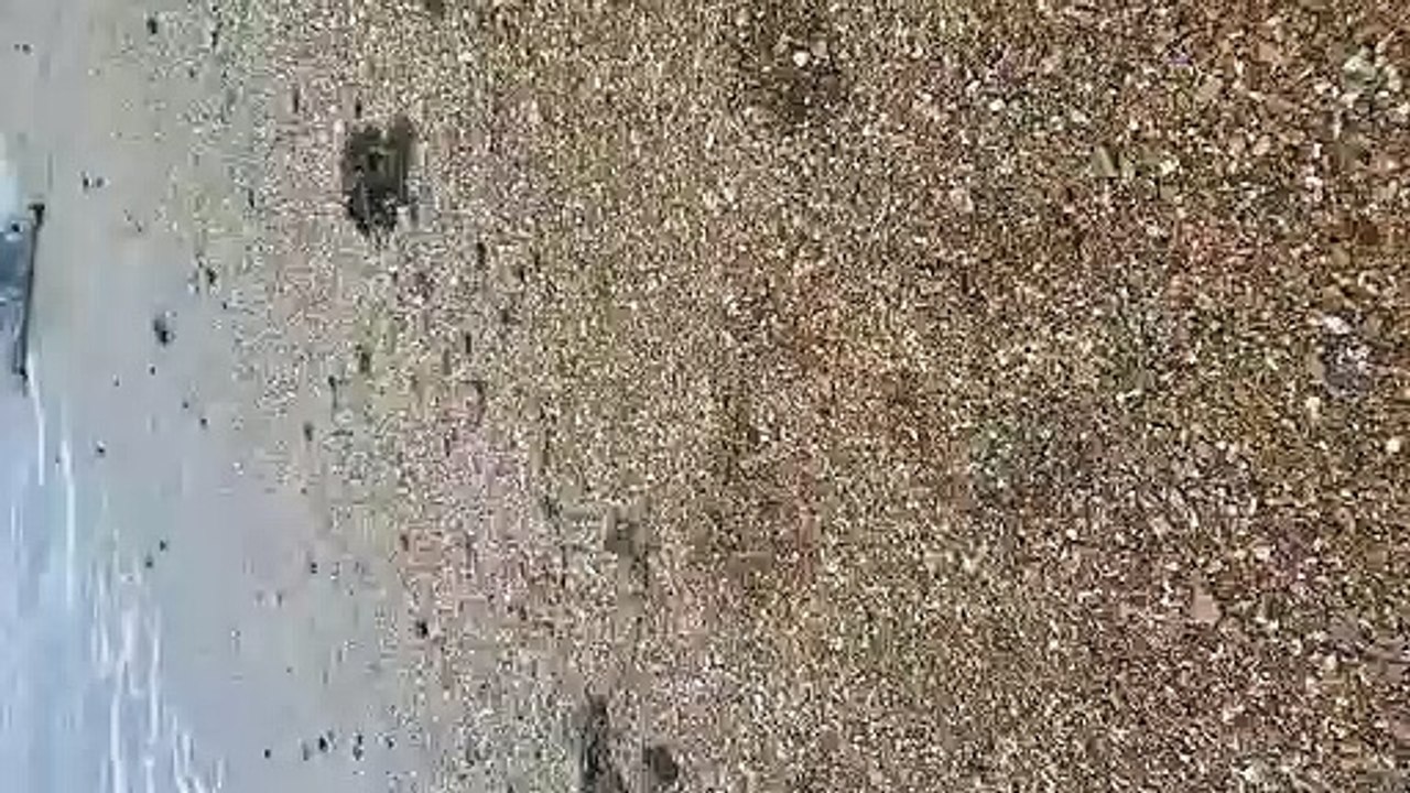 Heartwarming video footage shows moment seal makes its way into the sea at Worthing