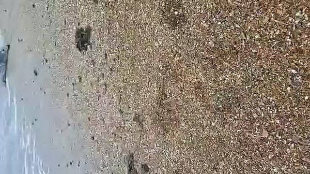 Heartwarming video footage shows moment seal makes its way into the sea at Worthing