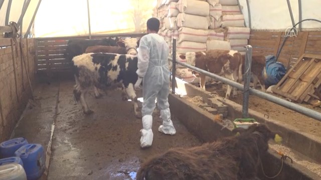 Büyükbaş hayvanlara şap aşısı yapılıyor