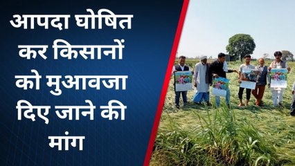 शामली: बेमौसम बारिश घोषित हो प्राकृतिक आपदा, किसानों को मुआवजे की मांग