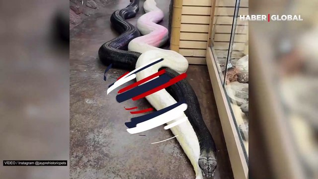 3 milyondan fazla kişi izledi... Tüyleri diken diken eden görüntüler! Devasa boyuttaki iki pitonu böyle tuttu