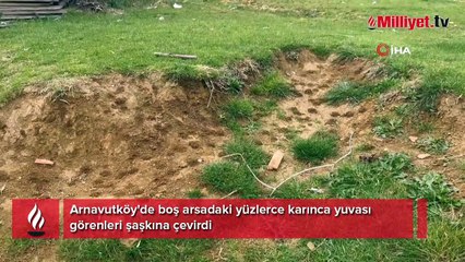 Arnavutköy'de boş arsadaki yüzlerce karınca yuvası görenleri şaşkına çevirdi