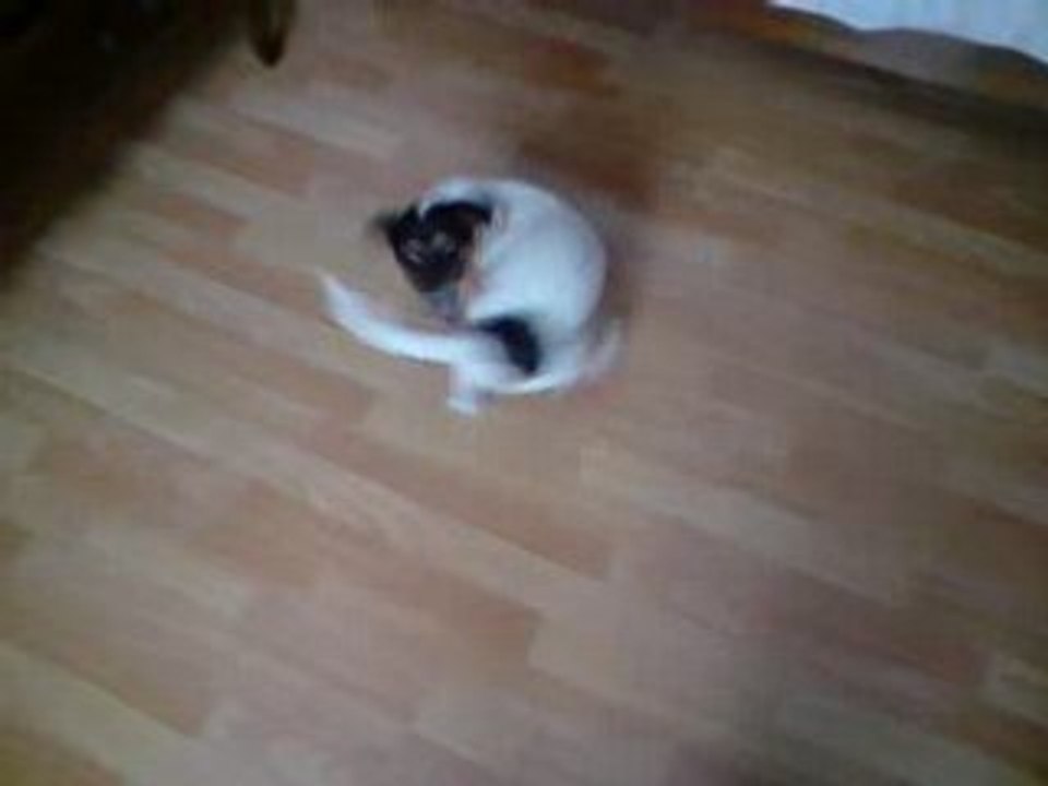 Jack Russel : "Calin" qui veut choper sa queue !