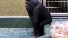 Chimp play funny tricks，then hit its head on tree.黑猩猩耍寶搞怪，結果一頭撞樹上，暈了！