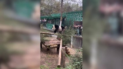 Download Video: ‘Twerking’ panda entertains zoo-goers in China